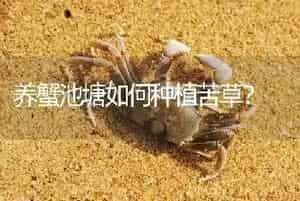 养蟹池塘如何种植苦草?