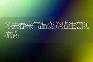 冬去春来气温变养猪注意防流感