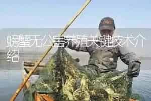 螃蟹无公害养殖关键技术介绍