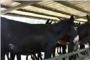 中国市场对驴的需求如何 缺口有多大