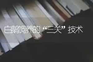 白鹅饲养的“三关”技术
