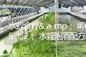 水蛭食疗水蛭泡酒配方