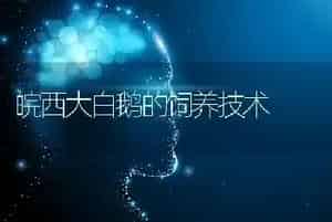 皖西大白鹅的饲养技术