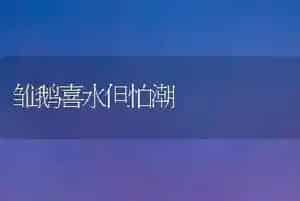 雏鹅喜水但怕潮