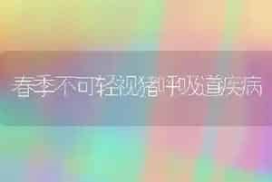 春季不可轻视猪呼吸道疾病