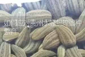 如何应对贵州水蛭蚂蝗留种繁育