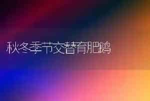 秋冬季节交替育肥鹅