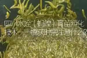 四川水蛭(蚂蝗)育苗孵化技术——捕获时需注意什么?
