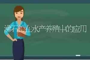 沸石粉在水产养殖中的应用