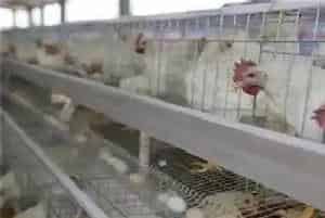 冬季蛋鸡饲养四大注意事项
