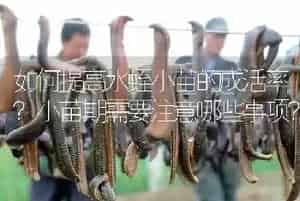 如何提高水蛭小苗的成活率?小苗期需要注意哪些事项?