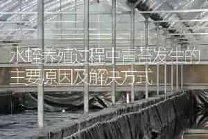 水蛭养殖过程中青苔发生的主要原因及解决方式