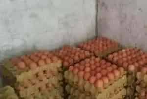 蛋鸡产蛋率太低怎么办？掌握高产管理技术很重要！