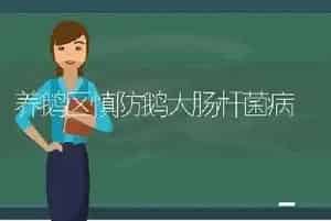 养鹅区慎防鹅大肠杆菌病
