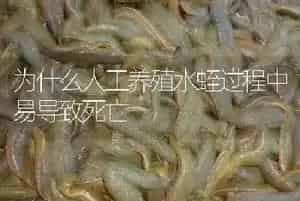 为什么人工养殖水蛭过程中易导致死亡