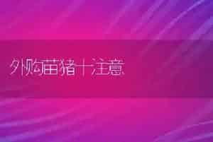 外购苗猪十注意