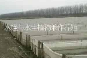水蛭与水生植物兼作养殖