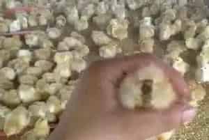 鸡苗糊肛怎么办？如何用药治疗?