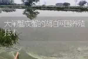 大闸蟹成蟹的湖泊网围养殖技术
