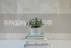 养殖蛋鹅注意五件事