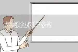 夏季种鹅休产期如何管理