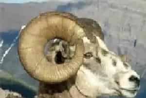 郓城68只羊食秸秆后死亡疑似剧毒