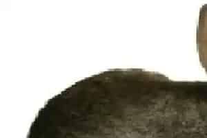 小兔子变大产业迎俄罗斯客人