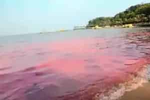 赤潮对水产养殖的影响与防治措施