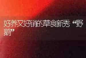 好养又好销的草食新秀“野鹅”
