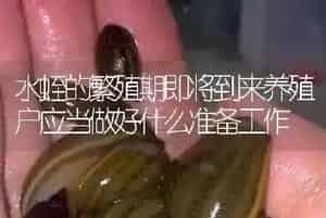水蛭的繁殖期即将到来养殖户应当做好什么准备工作