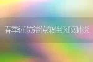 春季谨防猪传染性胸膜肺炎