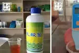 水产养殖户如何辨别优质乳酸菌和光合菌