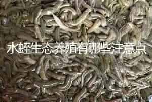 水蛭生态养殖有哪些注意点