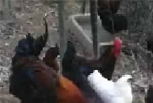 乌鸡的介绍