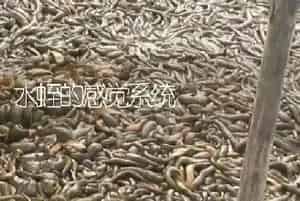 水蛭的感觉系统