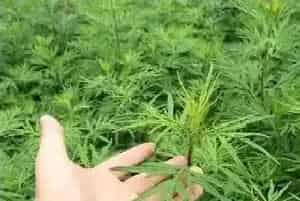 艾草养鸡可以养鸡吗？艾草养鸡的好处