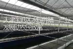天津宝坻区水蛭养殖 产业发展助农民致富