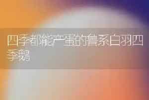 四季都能产蛋的鲁系白羽四季鹅