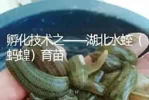 孵化技术之——湖北水蛭(蚂蝗)育苗