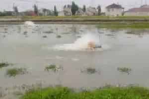 往后的水产养殖不可能再像以前那么简单,要想成功,必须要有数据