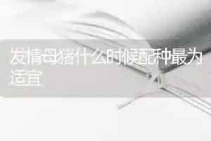 发情母猪什么时候配种最为适宜