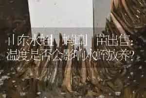 山东水蛭[蚂蝗]苗出售：温度是否会影响水蛭放养?