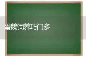 蛋鹅饲养巧门多