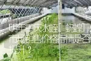 明年重庆水蛭[蚂蝗]幼苗市场销售价格行情是否会有所提升?
