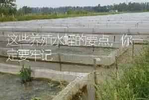 这些养殖水蛭的要点,你一定要牢记