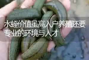 水蛭价值虽高入户养殖还要专业的环境与人才