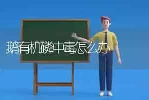 鹅有机磷中毒怎么办