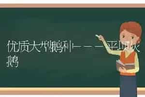 优质大型鹅种---平坝灰鹅