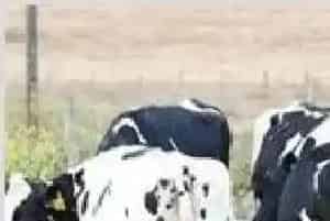 怎么解决母牛不孕
