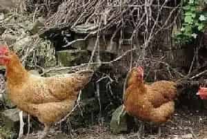林下养殖土鸡如何制作饲料？蚯蚓可以直接喂吗